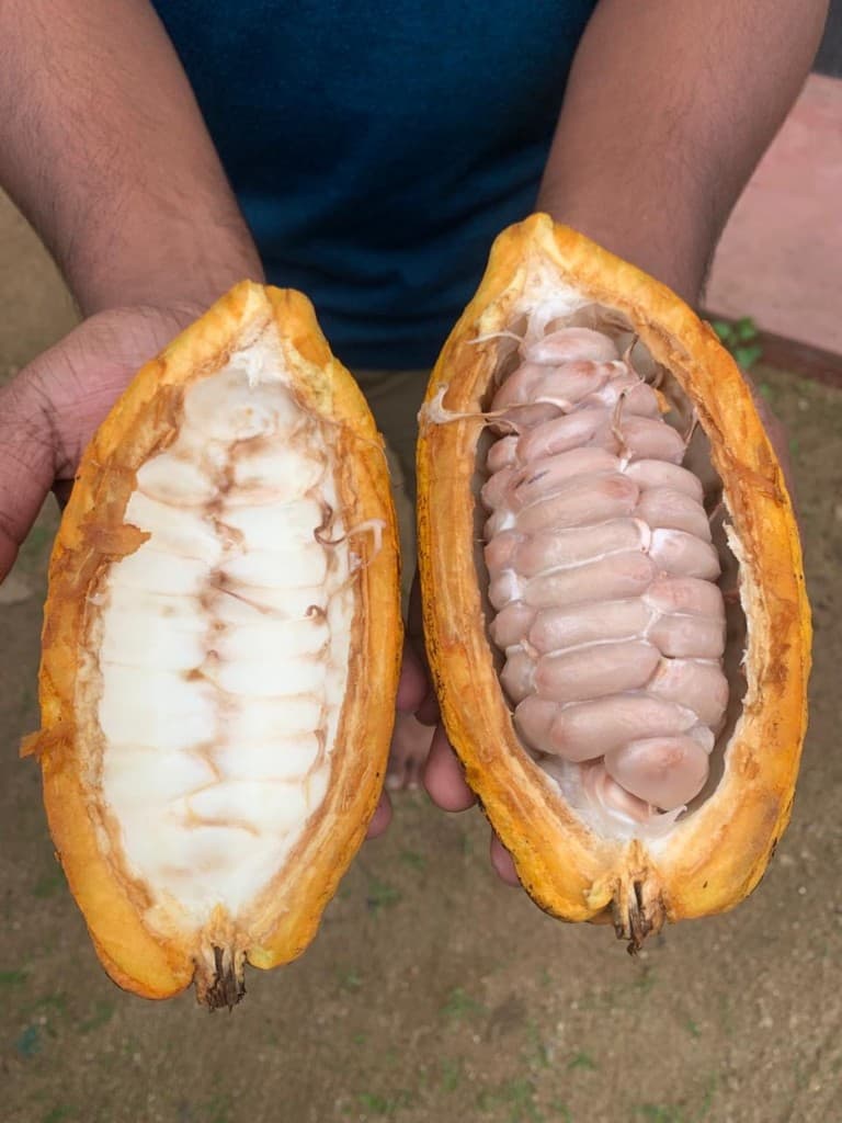 Freshly opened cocoa pod showing beans in natural pulp