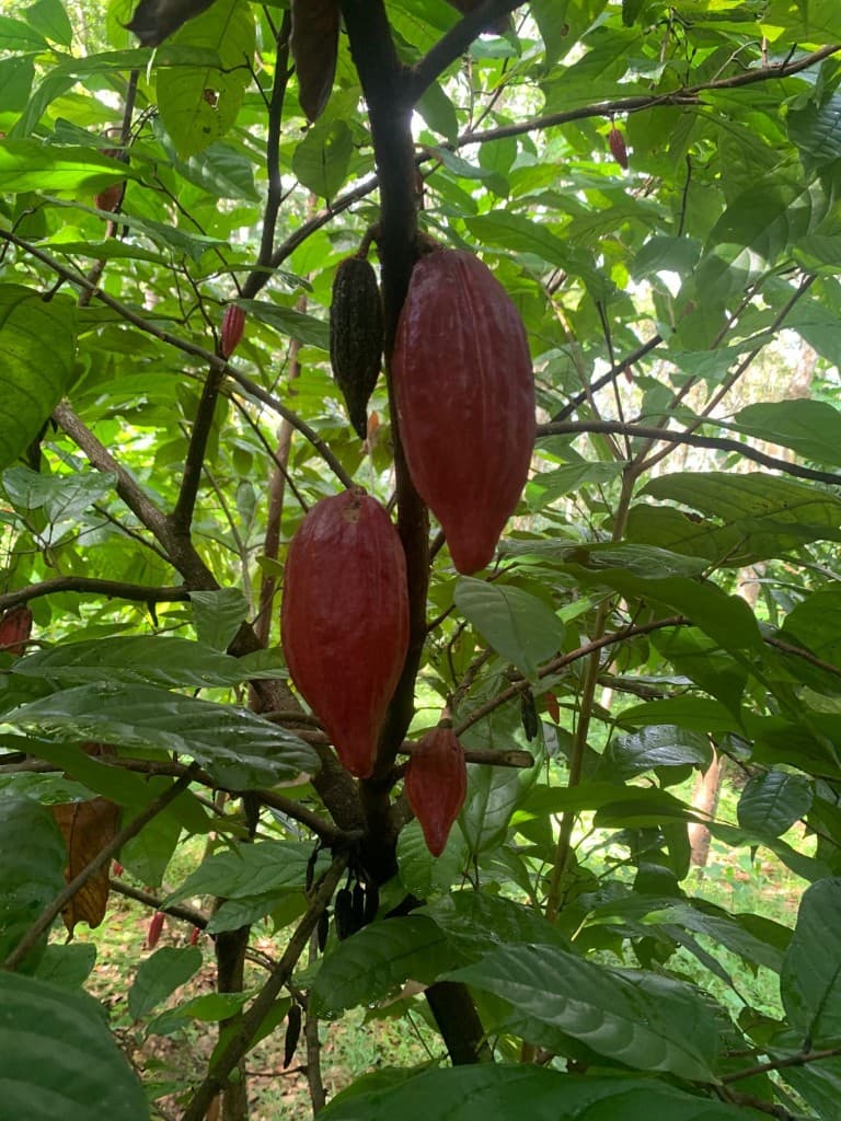 Ripe cocoa pods growing on a tree in a Sri Lankan plantation
