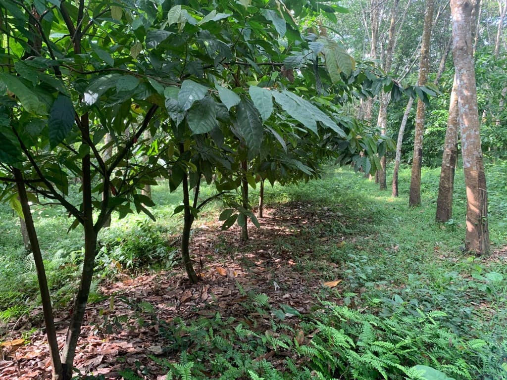 Sustainable cocoa plantation in Sri Lanka