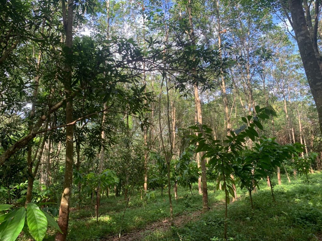 Agroforestry cocoa plantation with shade trees in Sri Lanka